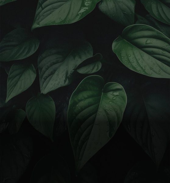 slider img 1